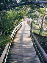 boardwalk in Everglades